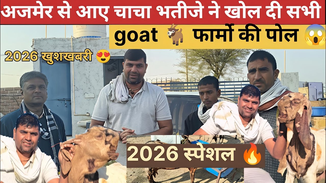  2026 स्पेशल 🔥 अजमेर से आए चाचा भतीजे 😍 ने खोल दी सभी गोट फार्मों की पोल 😱💯