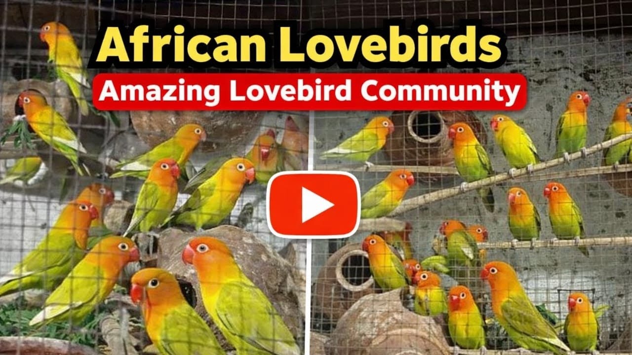 African lovebirds beautiful colourful activity enjoy eating lara losion african lovebirds