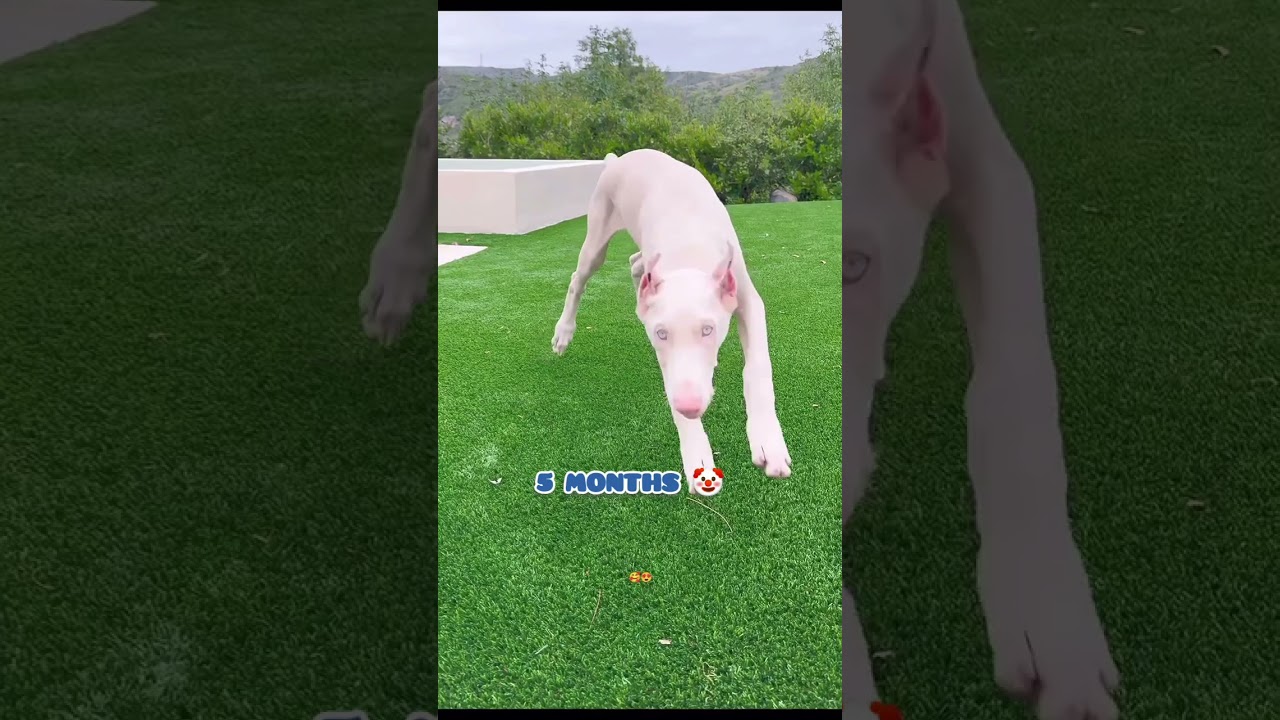 white doberman transformation