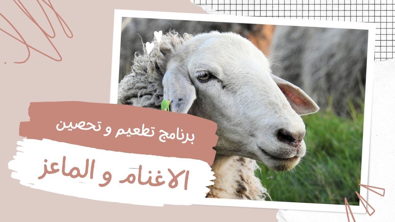 العيادة البيطريه | برنامج تحصين و تطعيم الأغنام و الماعز | المجترات الصغيرة
