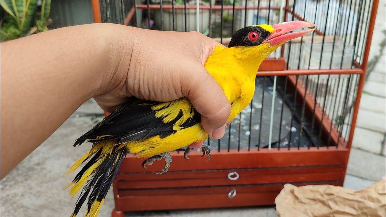 UNBOXING BURUNG KEPODANG SUMBAWA SUPER, BODY GEDE | SEMOGA CEPAT BUNYI