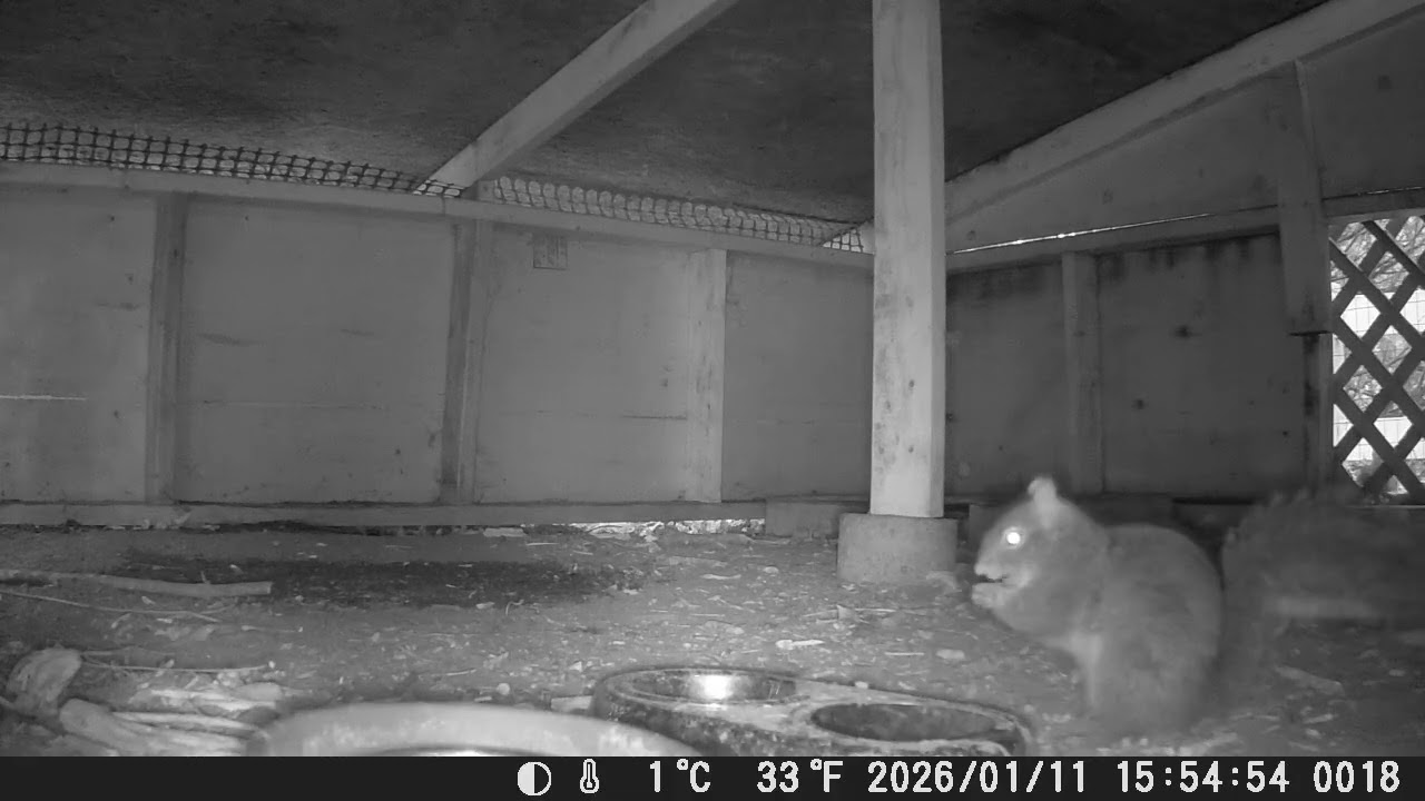 Hut Squirrels 1/12/26
