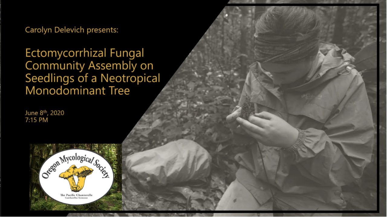 Ectomycorrhizal Fungal Community Assembly on Seedlings of a Neotropical Monodominant Tree