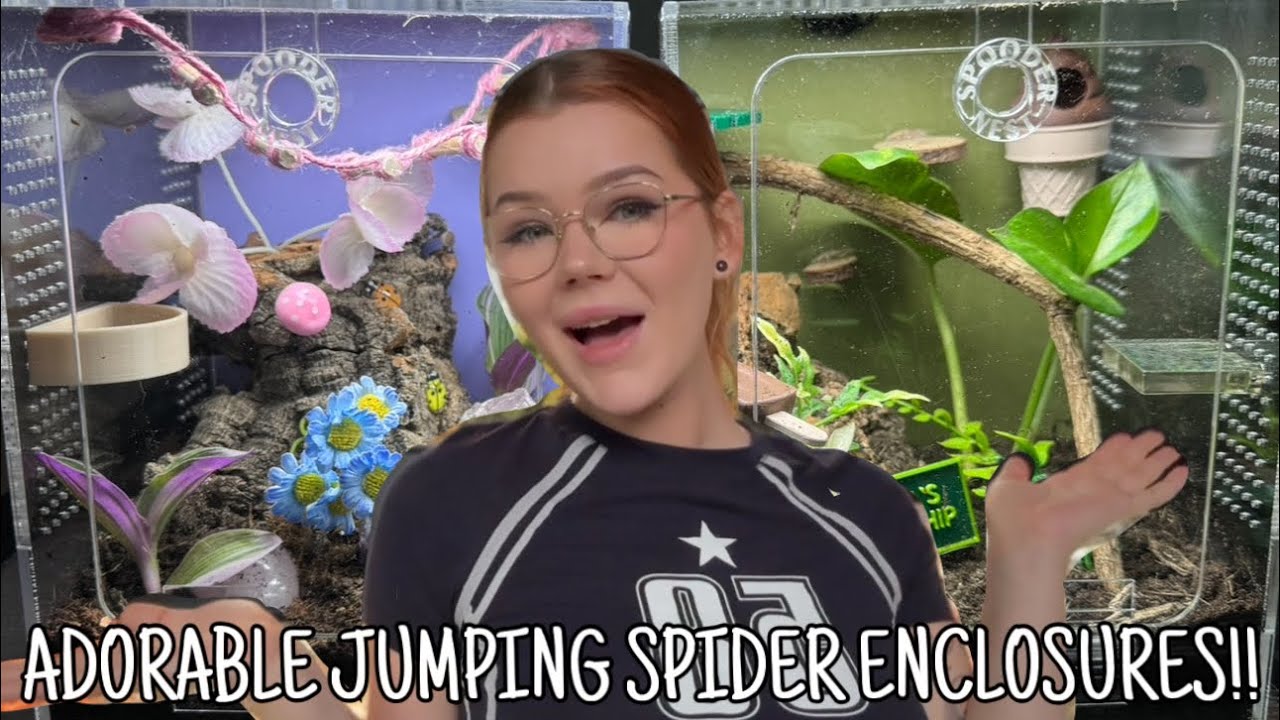 Setting up TWO Jumping Spider enclosures?!