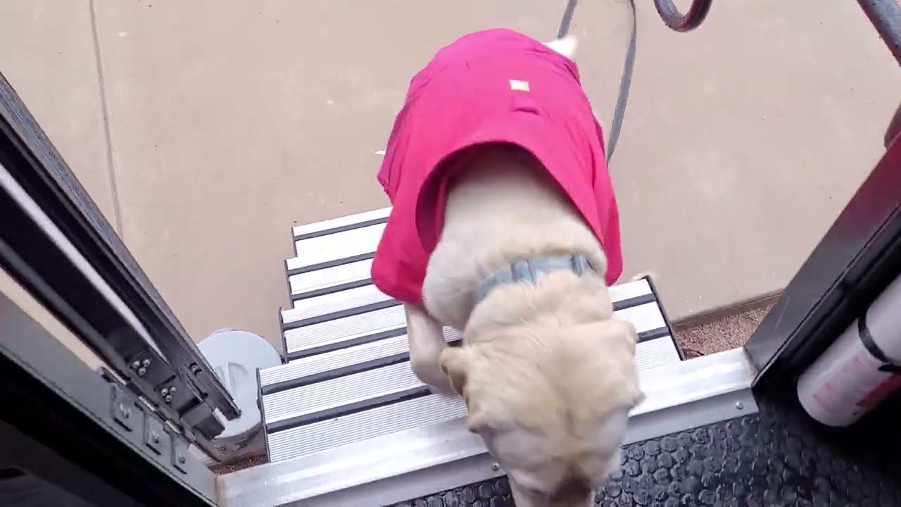 Tired of Wet Dog Smell? REVIEW: Ruffwear Sun Shower Raincoat