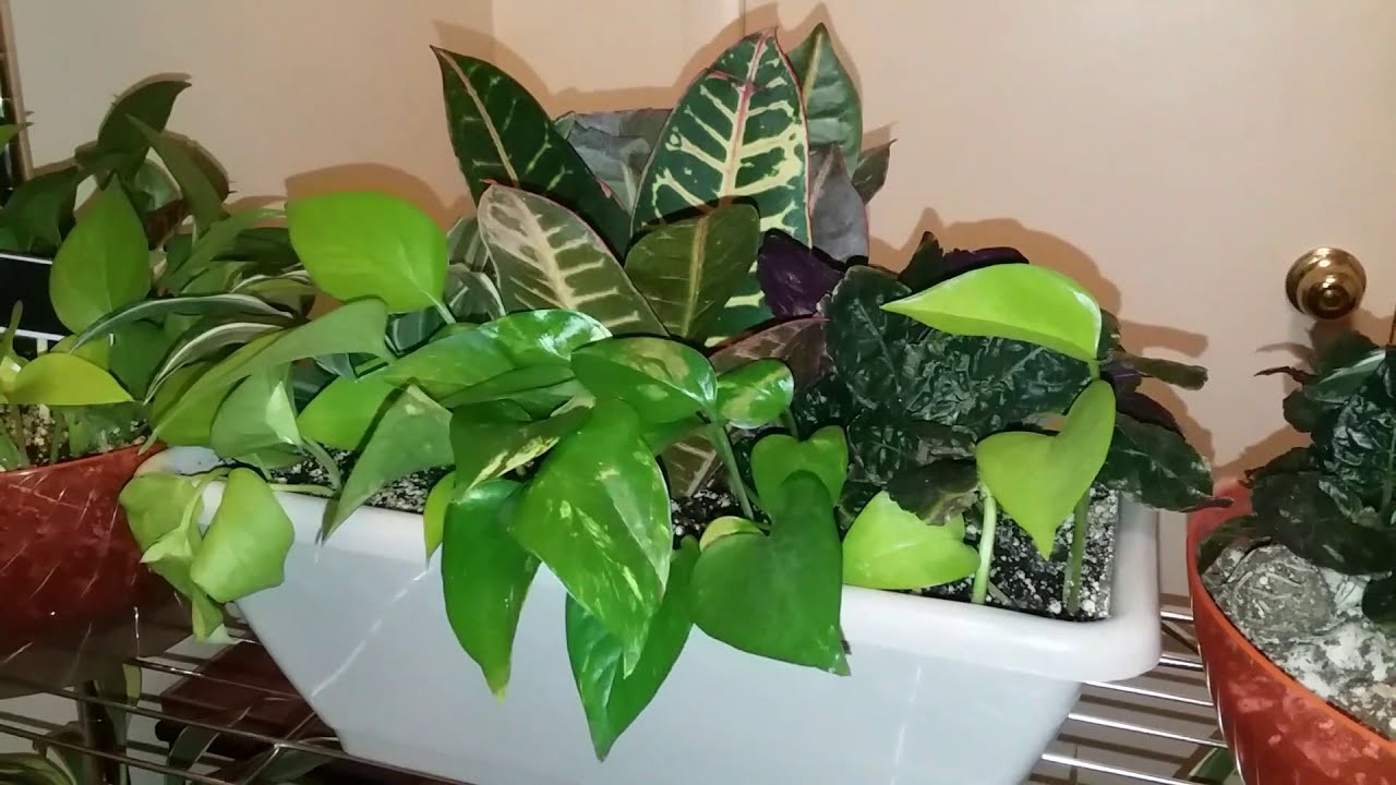 New Plant Room | Where Have I Been | Indoor Plant Businesses