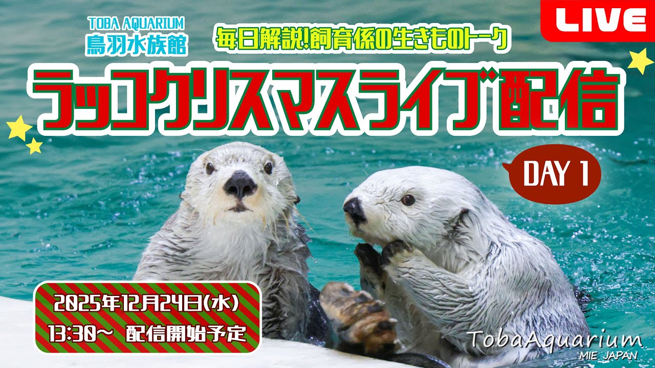 《鳥羽水族館》飼育係の生きものトーク ラッコクリスマスライブ配信【DAY1】