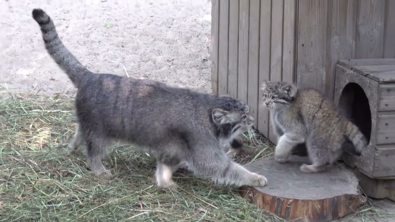 Котятам манулов исполнилось 2 месяца. 06.08.2022