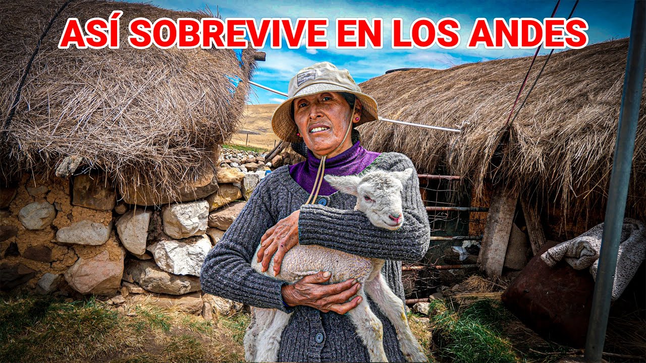 Así vive DOÑA CARMEN, en las MONTAÑAS OLVIDADAS del PERÚ, criando sus OVEJAS | YANAUTUTO