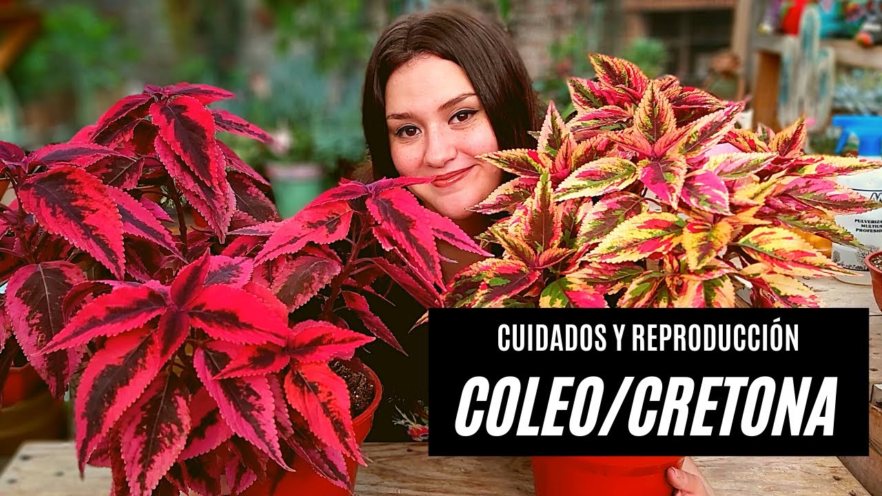 Coleos o Cretonas como cuidarlas y reproducirlas