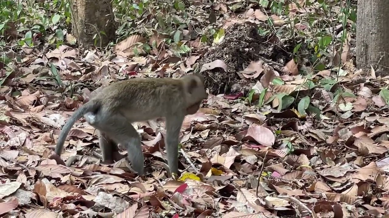 Cute baby monkey clinging to a cute tree