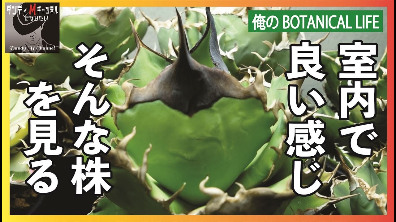 【アガベ育成】室内環境紹介など　最近育ってきた植物関係（アガベ等）を見ていきます　トリケラトプス　阿修羅　ハデス　フィリグリー　スーパーチタノタ　ブラックアンドブルー斑入り　オアハカ実生　など