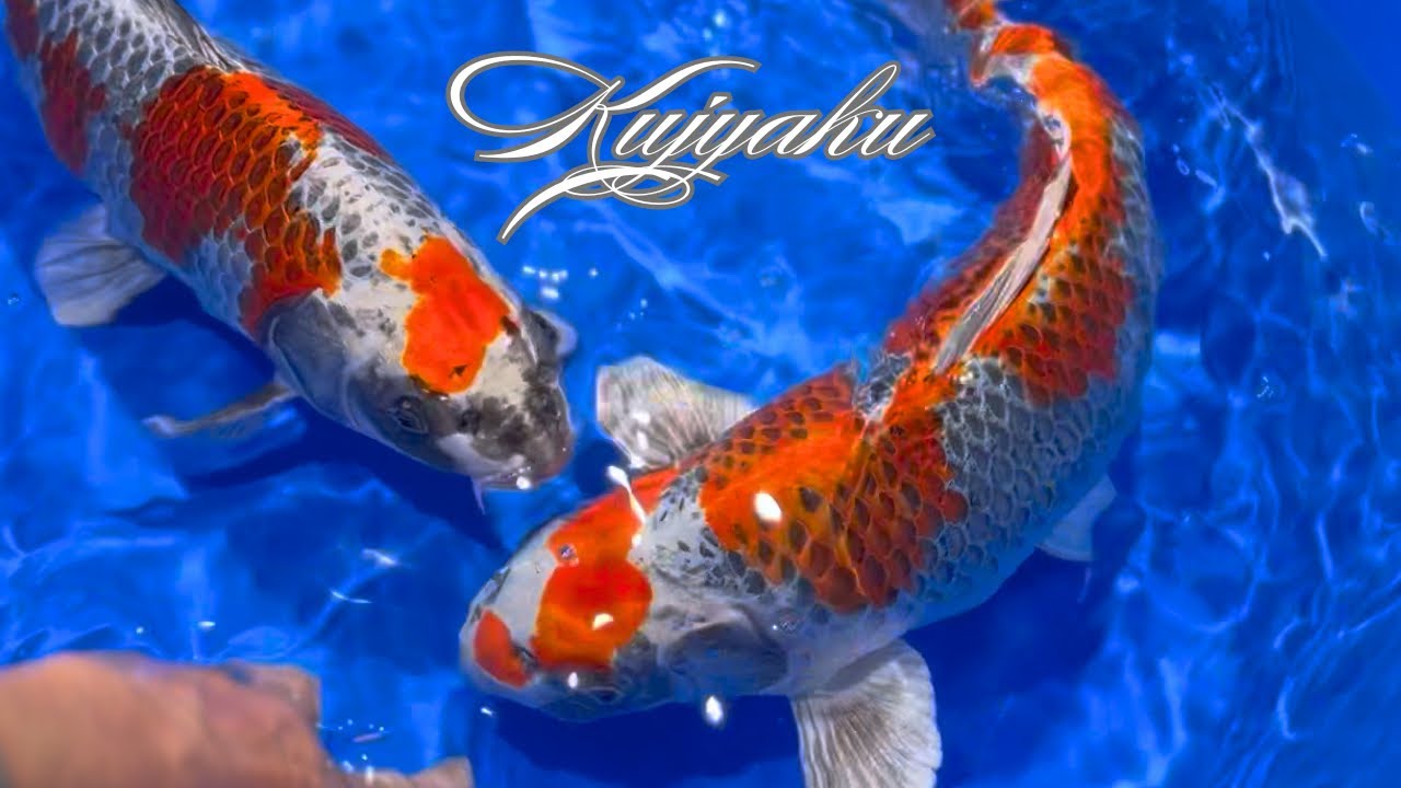 孔雀オークション塩田養鯉場産　#koi #koifish #アクアリウム