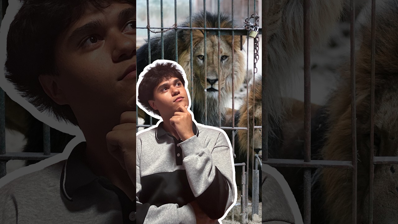 How 30 lions and tigers were rescued from a zoo in Argentina