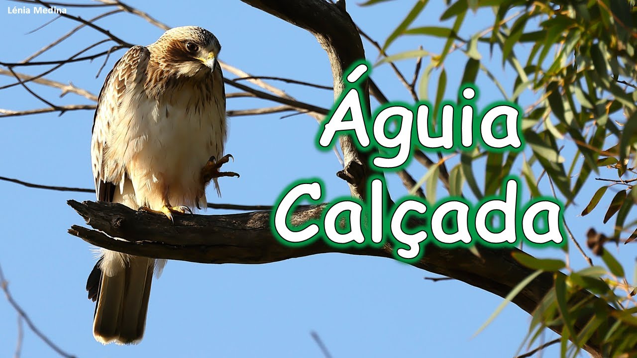 Águia-calçada (Hieraaetus pennatus) - Algarve - Portugal