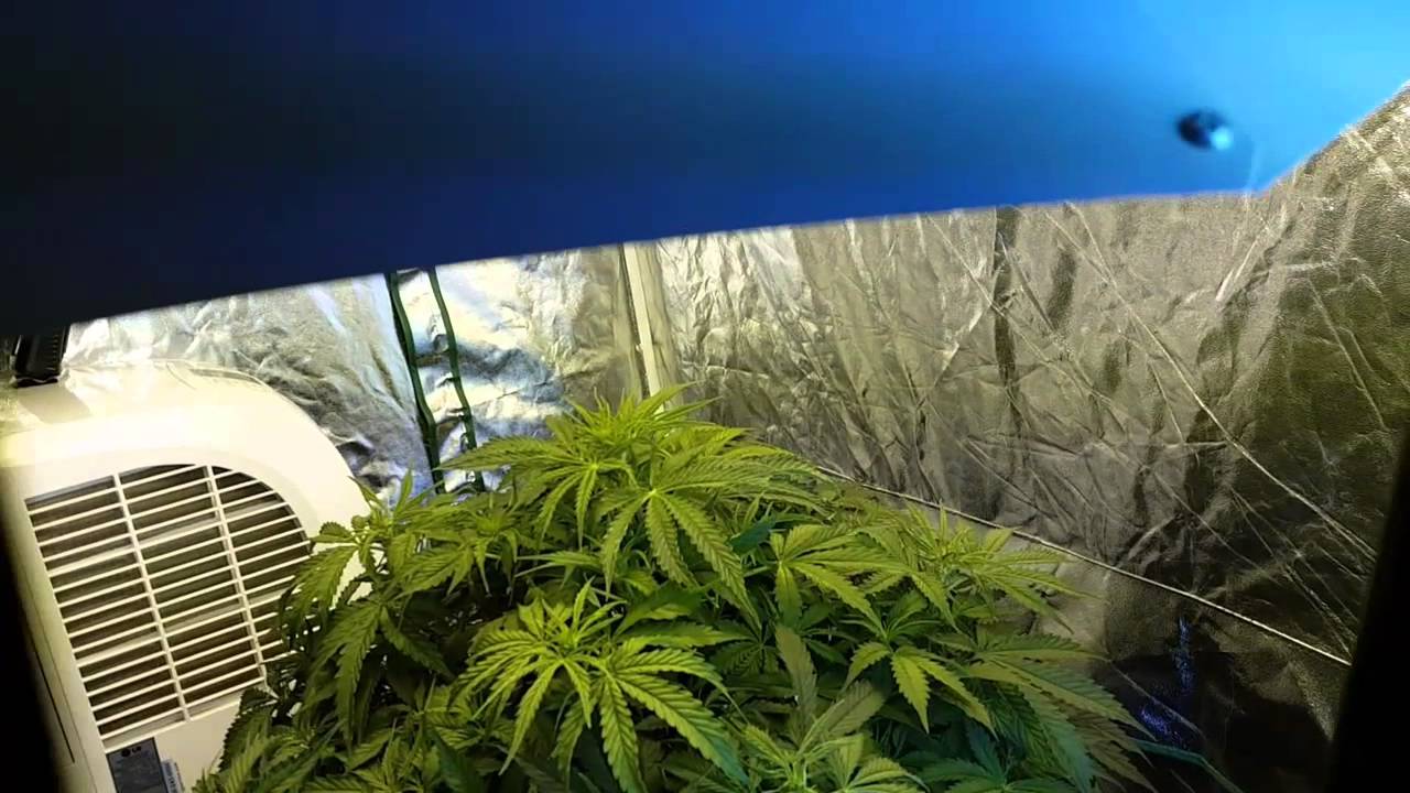 ghetto grow update auto ultimate super big so far