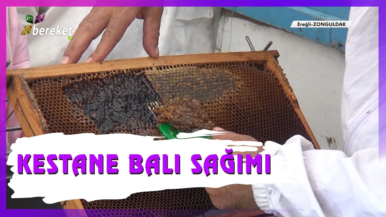 Arıcılık Saati - Arıcılıktan Makineye Geçiş - Kestane Balı Sağımıyla İnanılmaz Verim