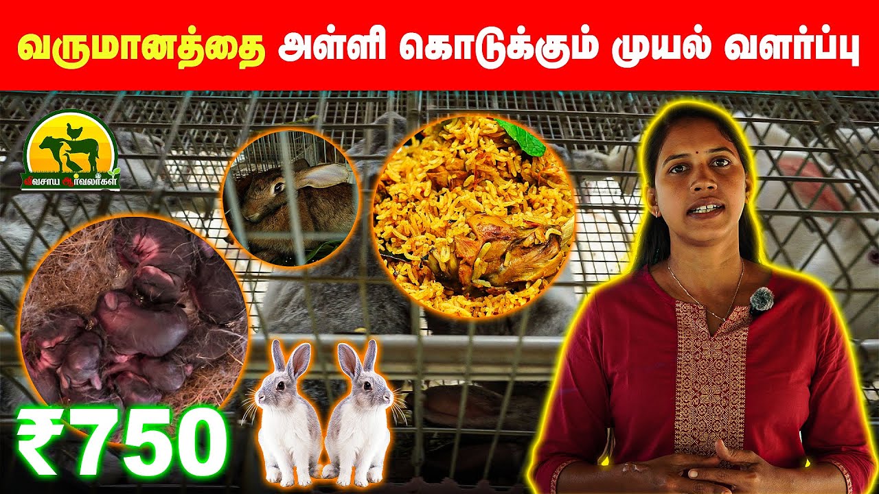 முயல் பண்ணை தொடங்குவது எப்படி? குறைந்த முதலீட்டில் அதிக லாபம்! #rabbit #farm #vivasayaarvalargal