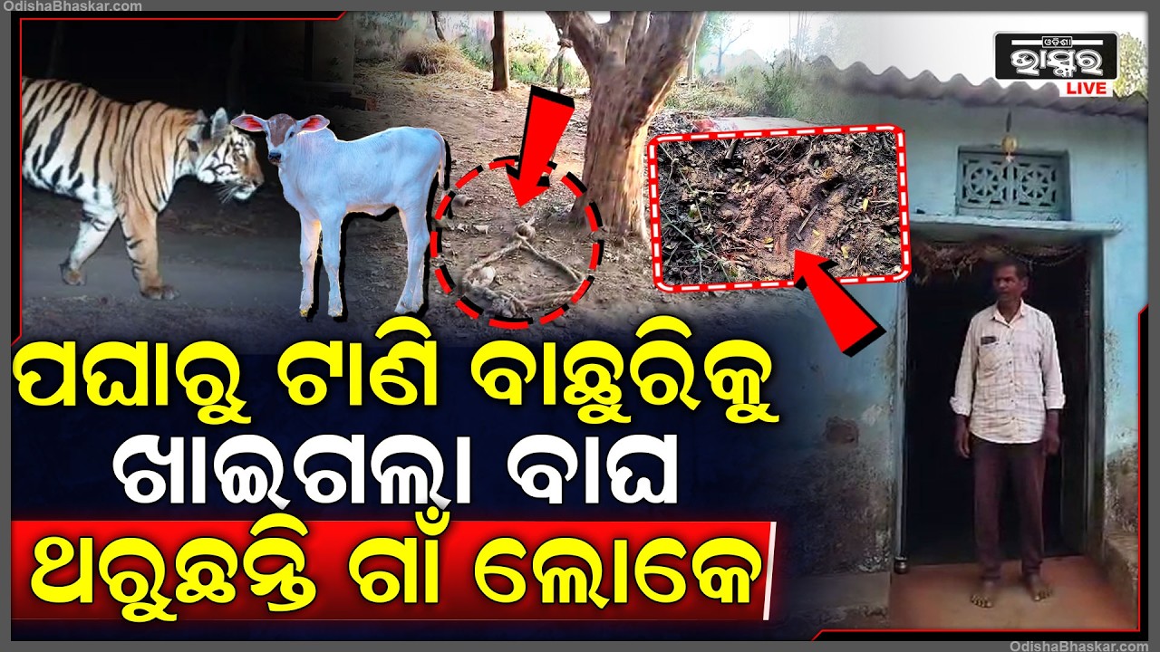 ଭୟଙ୍କର ଗର୍ଜନ କରି ବାଛୁରିକୁ ଗିଳି ଦେଲା ବାଘ, ଏମିତି ଦୃଶ୍ୟକୁ ଦେଖି ଥରୁଛନ୍ତି ଲୋକେ...