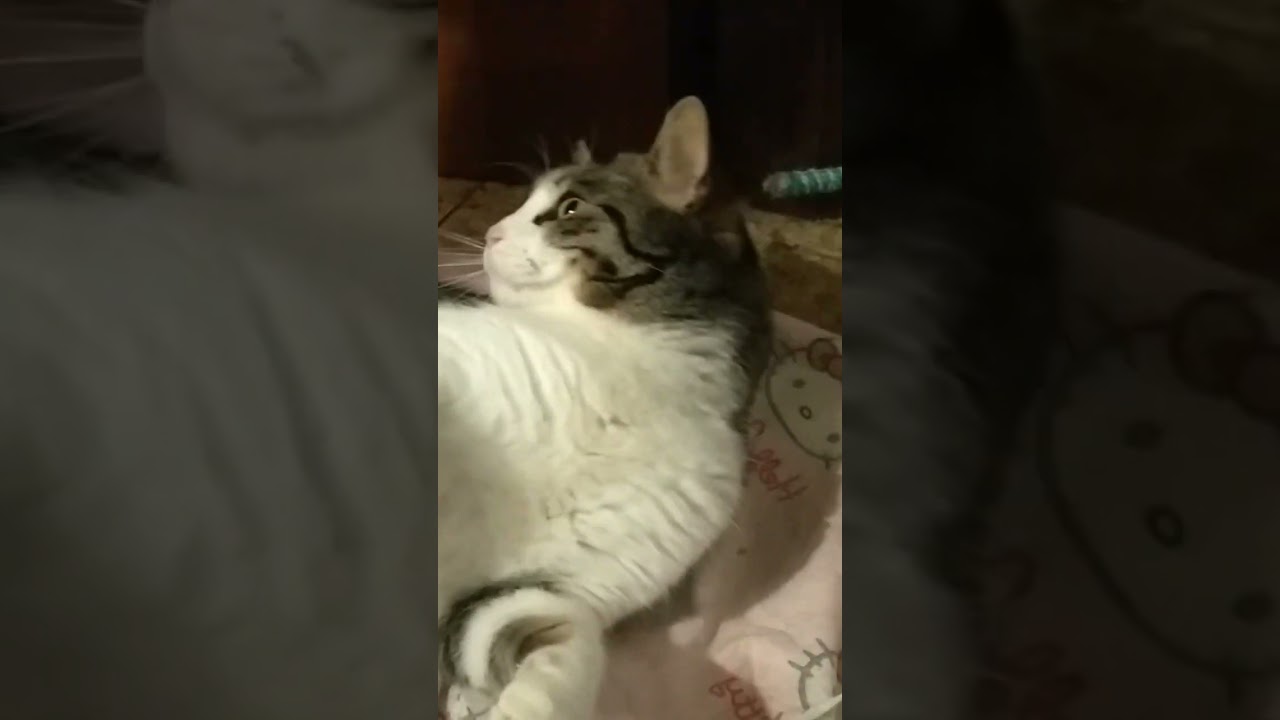 Gatto al Percorso Benessere