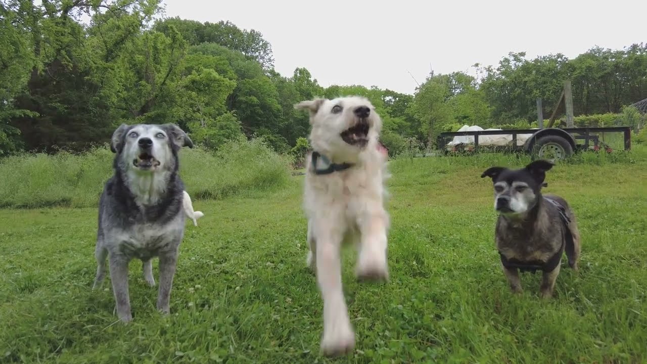 It's a farm life dog adventure.