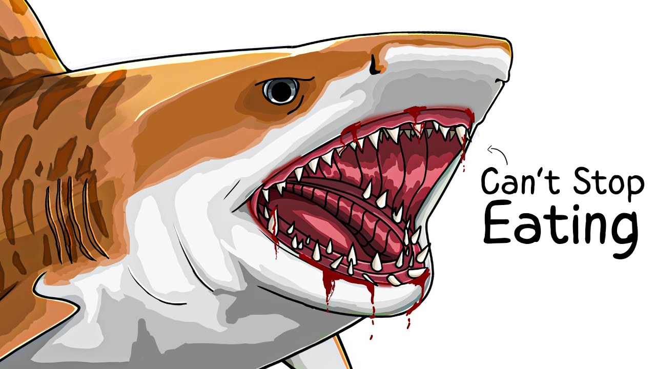 Why it Sucks To Be Born As a Tiger Shark