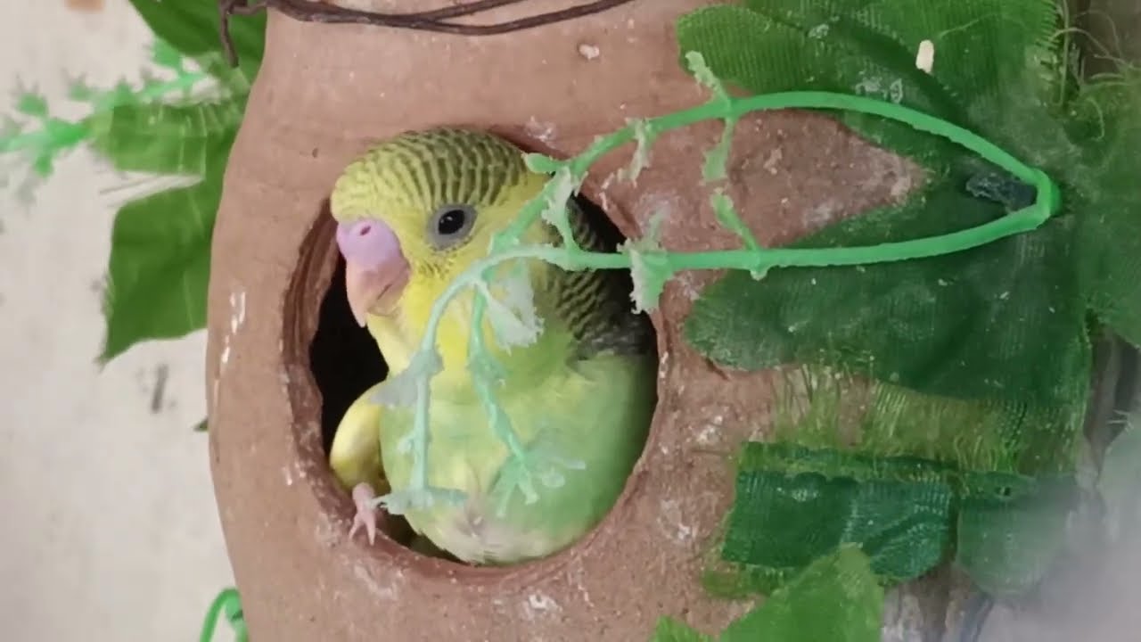 Love Birds are the Cutest Birds | Australian Budgies Parrot Playing, Singing and Eating🦜🐦😘💕
