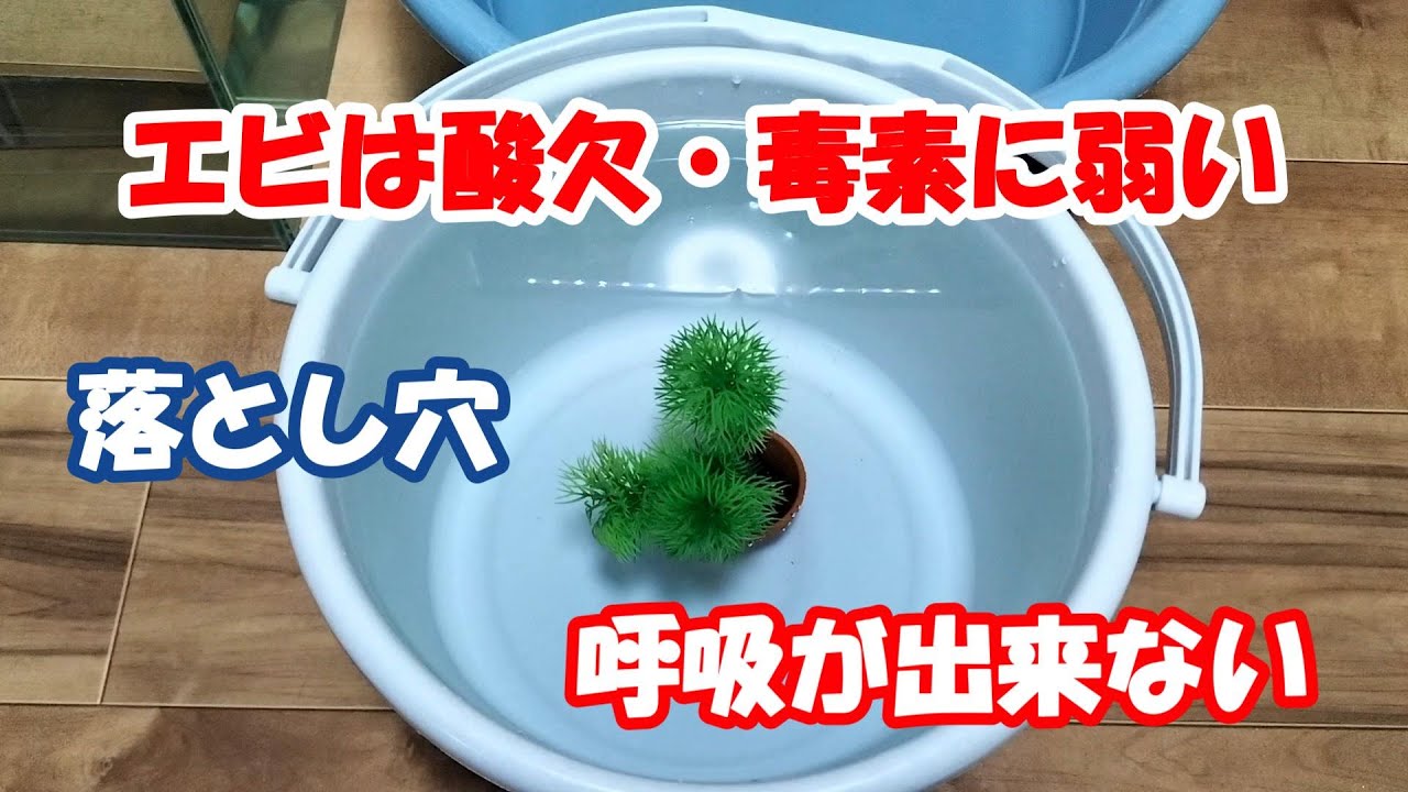 ミナミヌマエビ飼育の失敗談から酸欠問題～同じエアー量でも水槽のサイズで水流の勢いが大きく変わる～その１