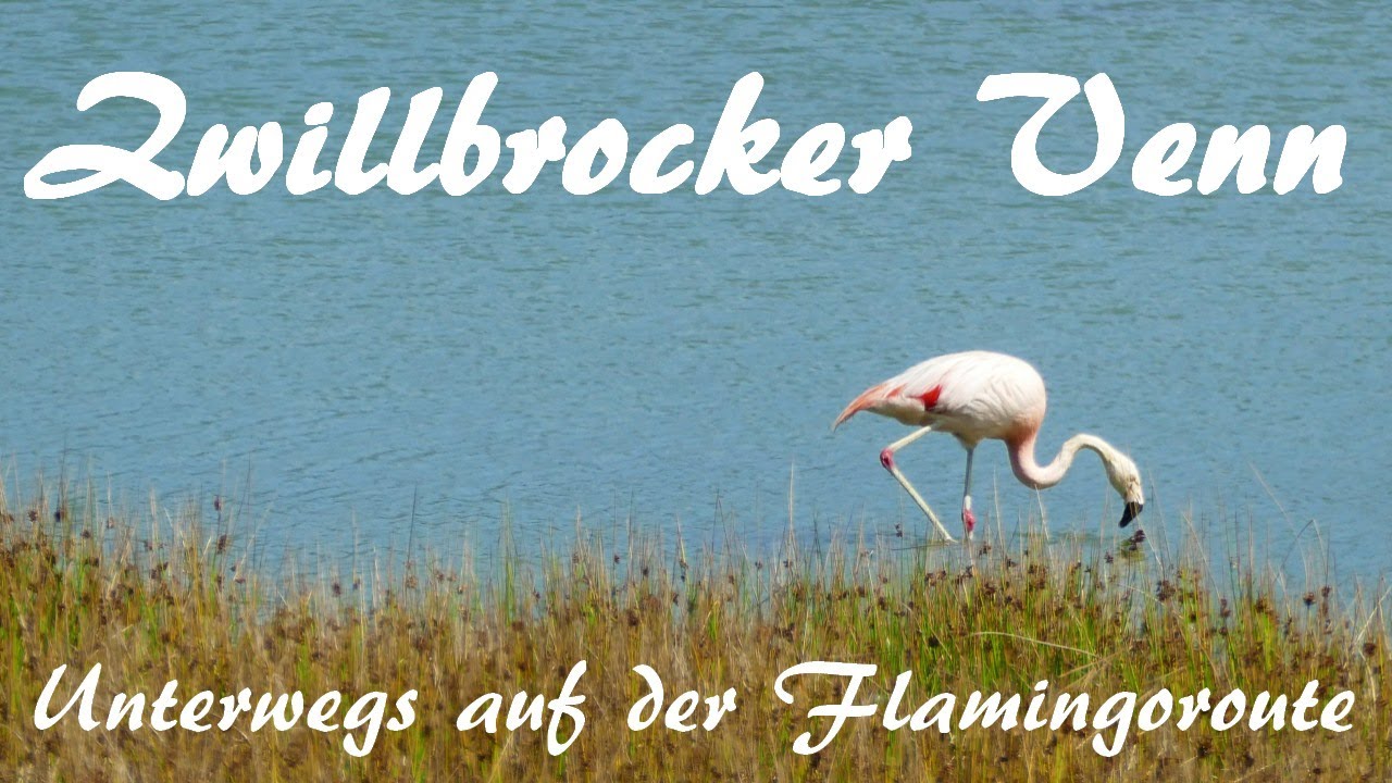 Münsterland: nördlichste Flamingobrutkolonie der Welt im Zwillbrocker Venn - Paradies in Gefahr