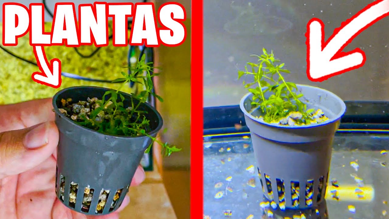 COMO HACER UNA MACETA DE PLANTAS ACUATICAS PARA ACUARIO