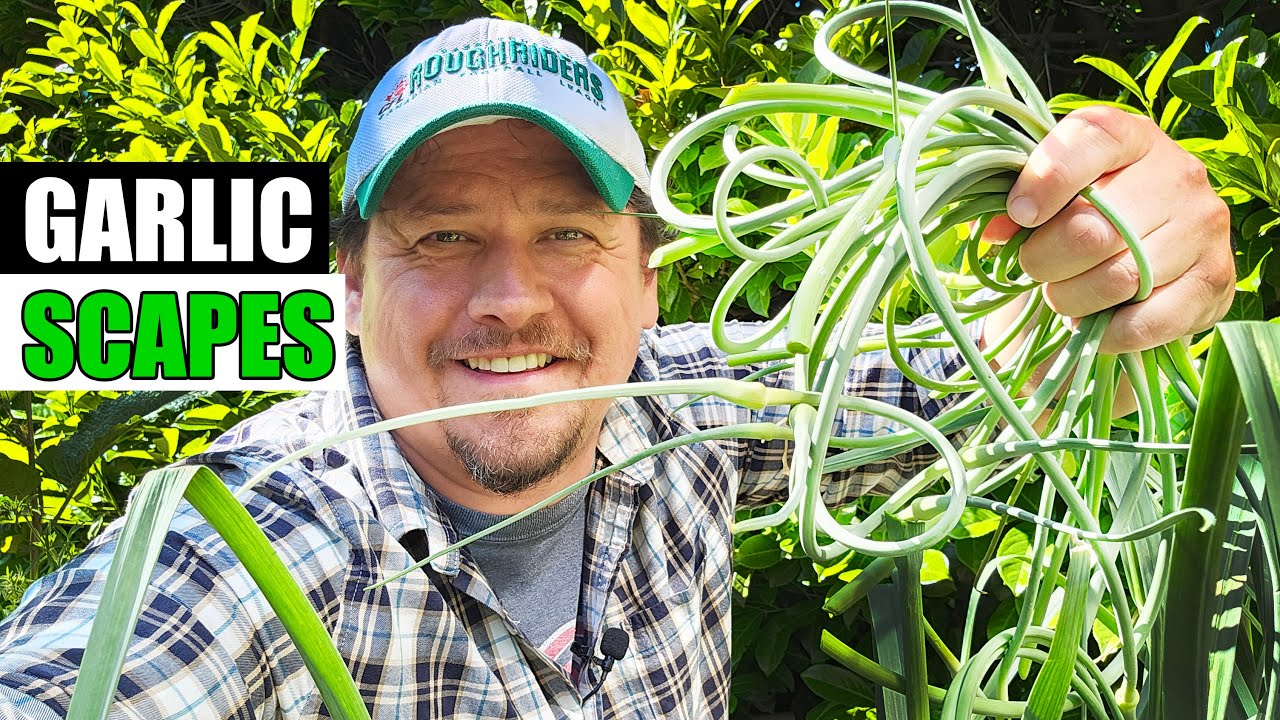 Garlic Scapes, Why Do We Cut Them? - Garden Quickie Episode 200