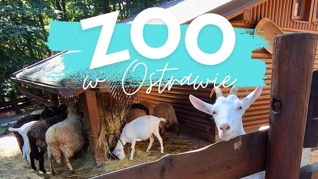 ZwiedzaMy Zoo w Ostrawie