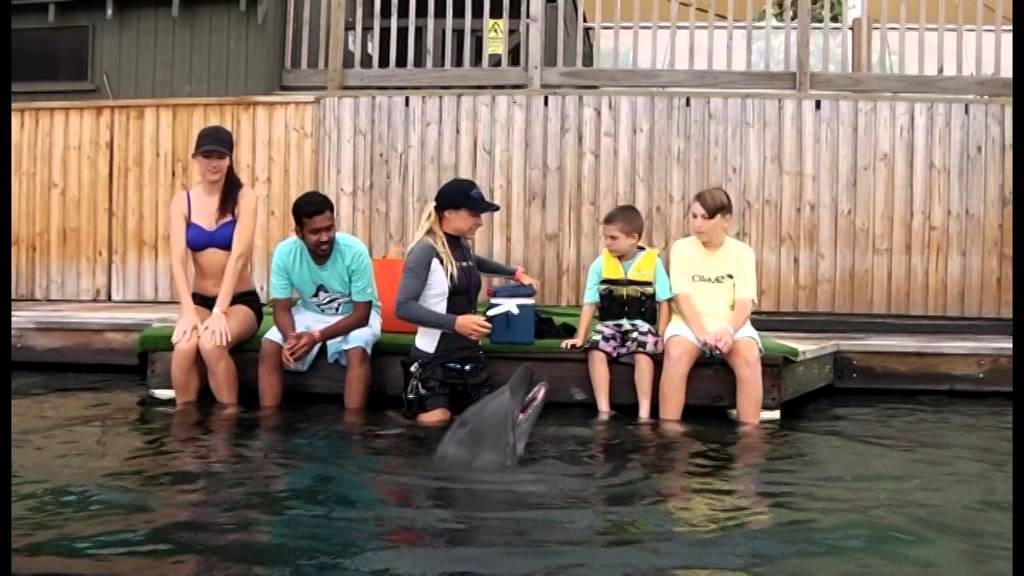 Swim with the Dolphins - Sea World ( Gold Coast )