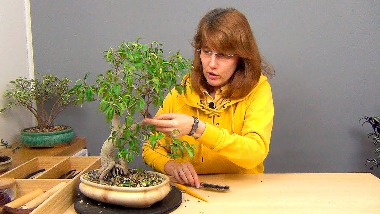 Как удалить белый налет с коры деревьев.