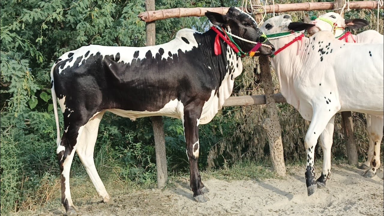 Talagang Mandi Latest Update /Dhani fateh jangi bareed /01-06-2026/sheep farming in pakistan/ Dumba