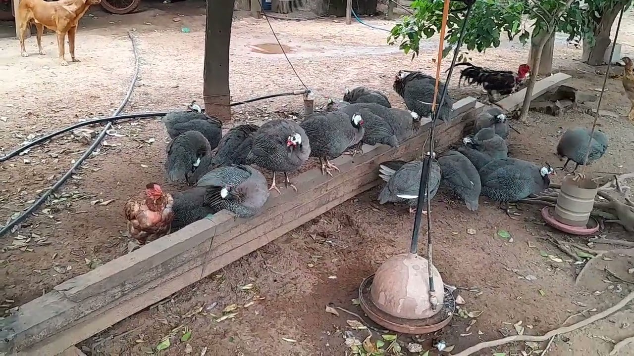 #uma tarde muito abençoada🐔🐔🐔👏🙏🙏🙏🙏