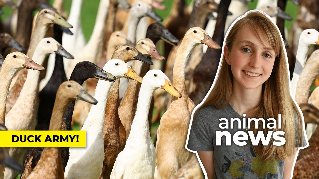 This vineyard is protected by an &lsquo;army&rsquo; of ducks | CBC Kids News