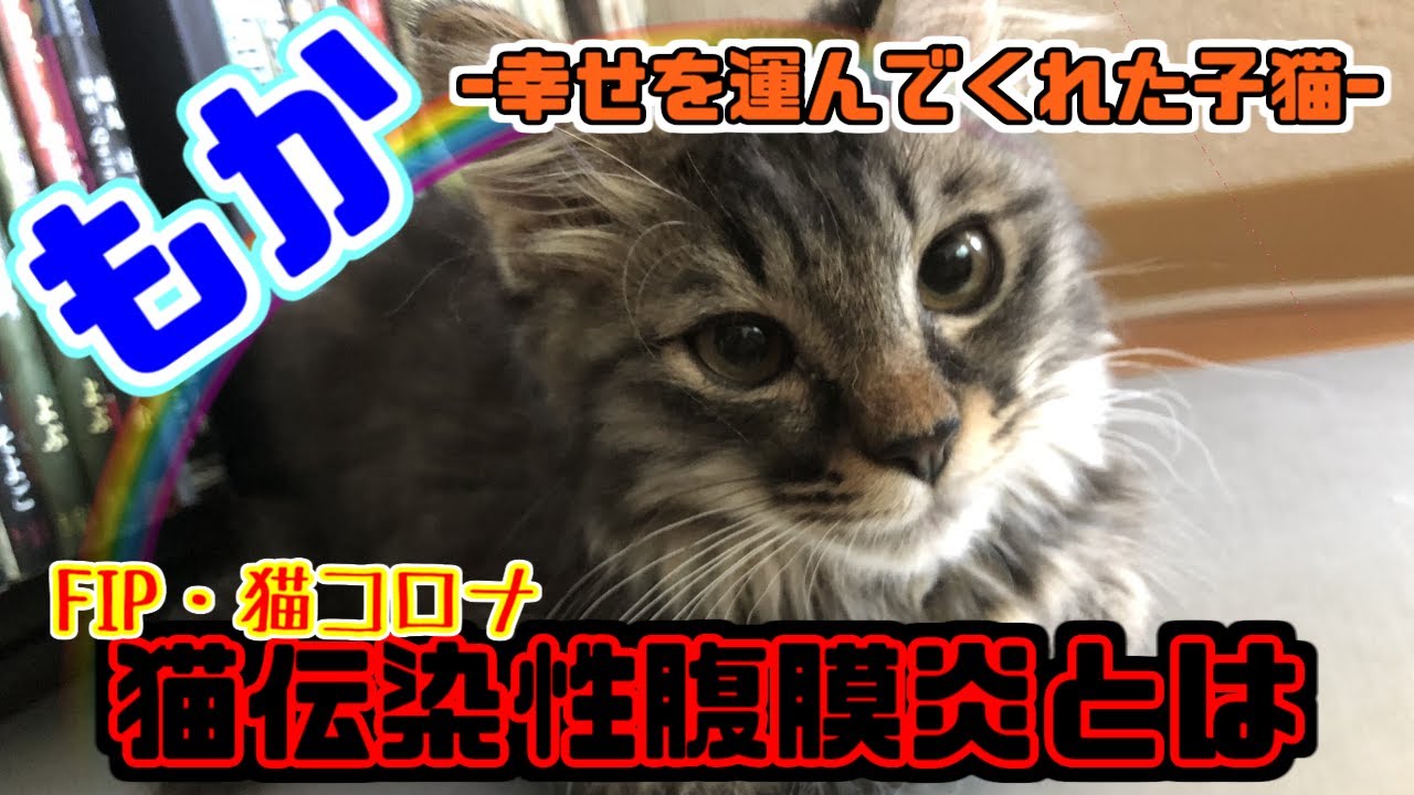 子猫のもか【FIP-猫伝染性腹膜炎-】幸せを運んでくれた猫