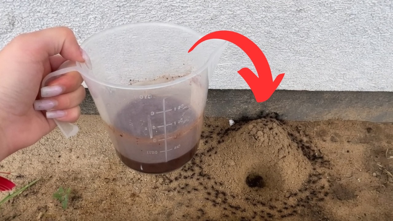 Les fourmis ont disparu en une seule nuit. Ce melange maison a suffi