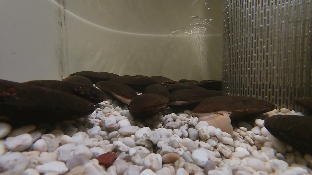 LIFE Revives: River Livojoki freshwater pearl mussels burrowing