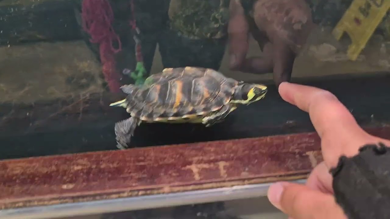 Turtle 🐢   @Da-Slime123 