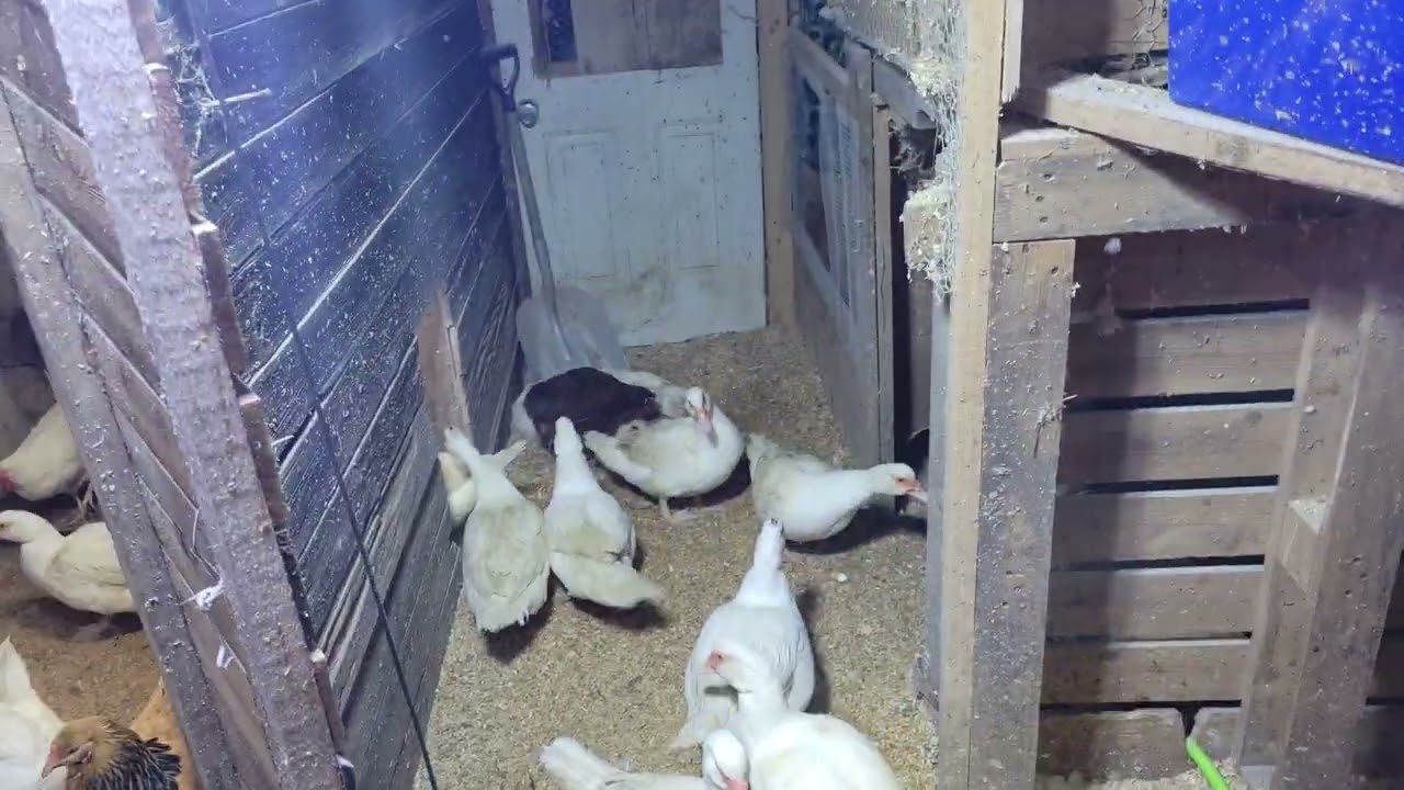 Mother load of eggs. Happy to see the warmer days