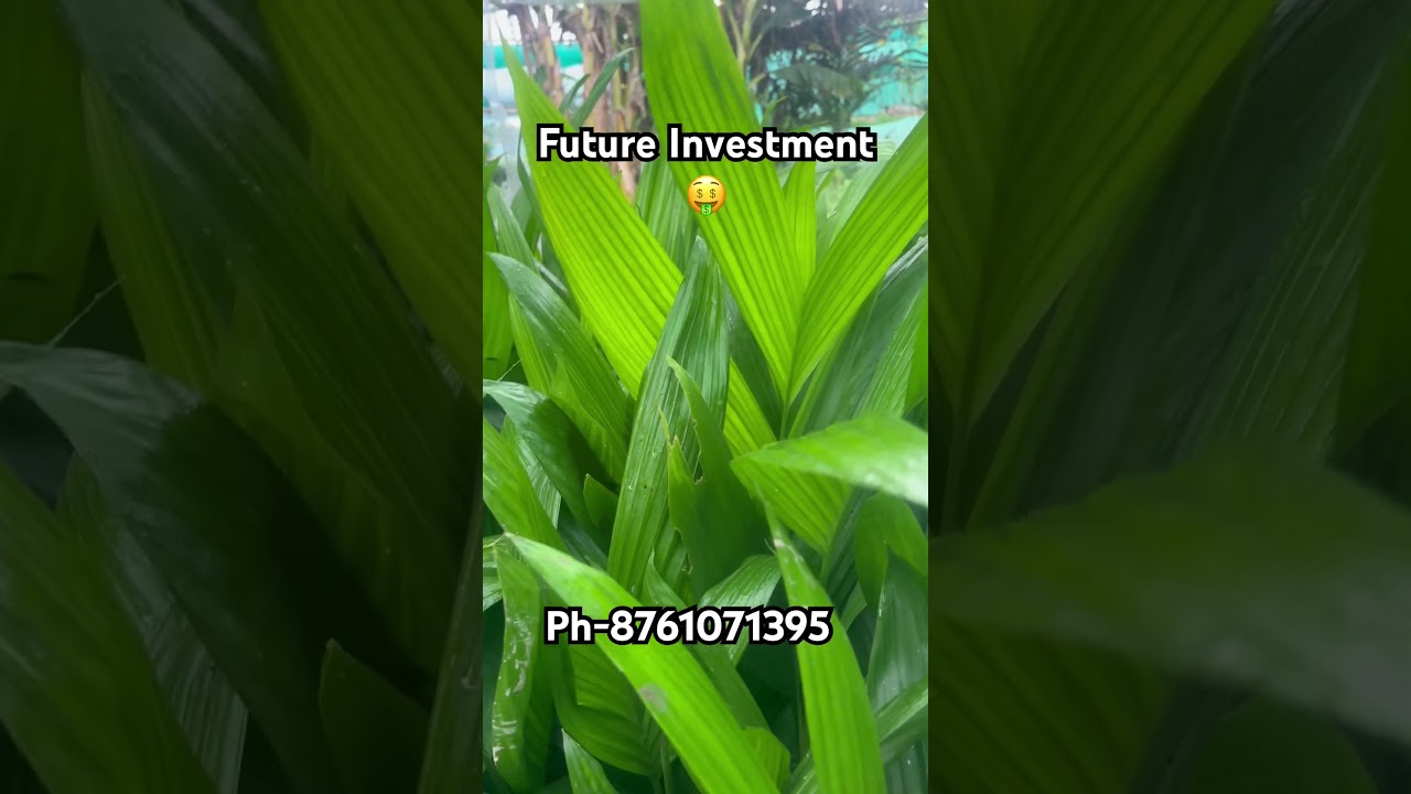 Arecanut farming Best Investment for future || Ahmed Nursery #gardening #garden #arecanutfarming