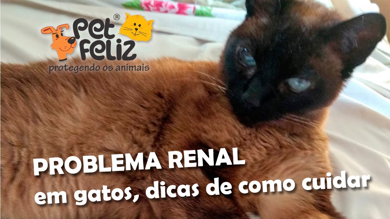 COMO IDENTIFICAR GATOS COM PROBLEMAS RENAL DICAS. TRATAMENTO FUNCIONAMENTO DO RIM PETFELIZ RESGATES