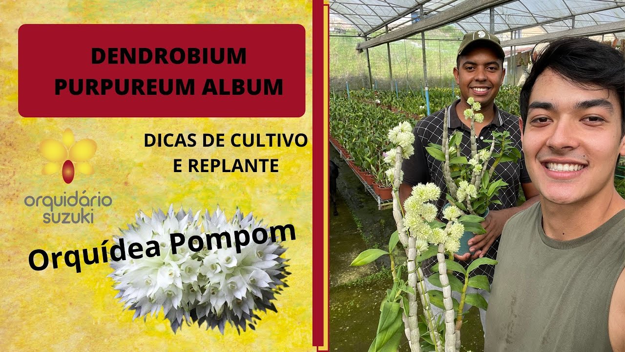 Dendrobium Purpureum Album - Dicas de Cultivo e Replante