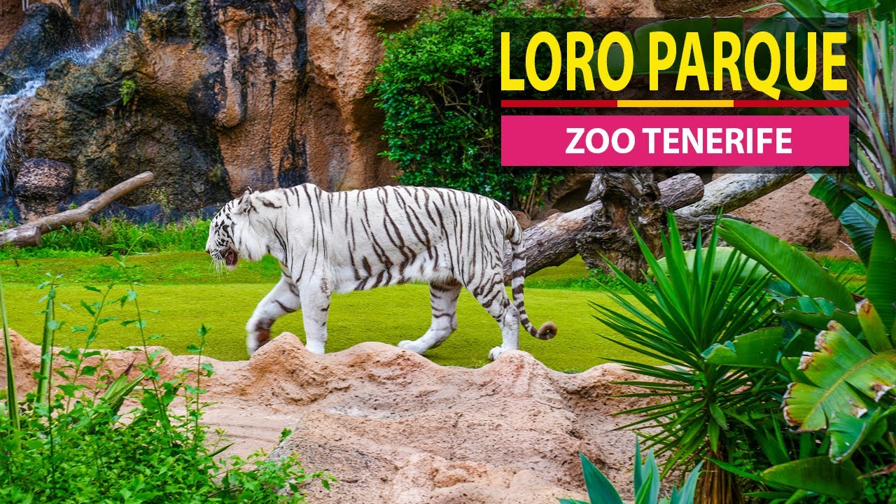 You Won’t Believe What Happens Inside Loro Park in Tenerife!