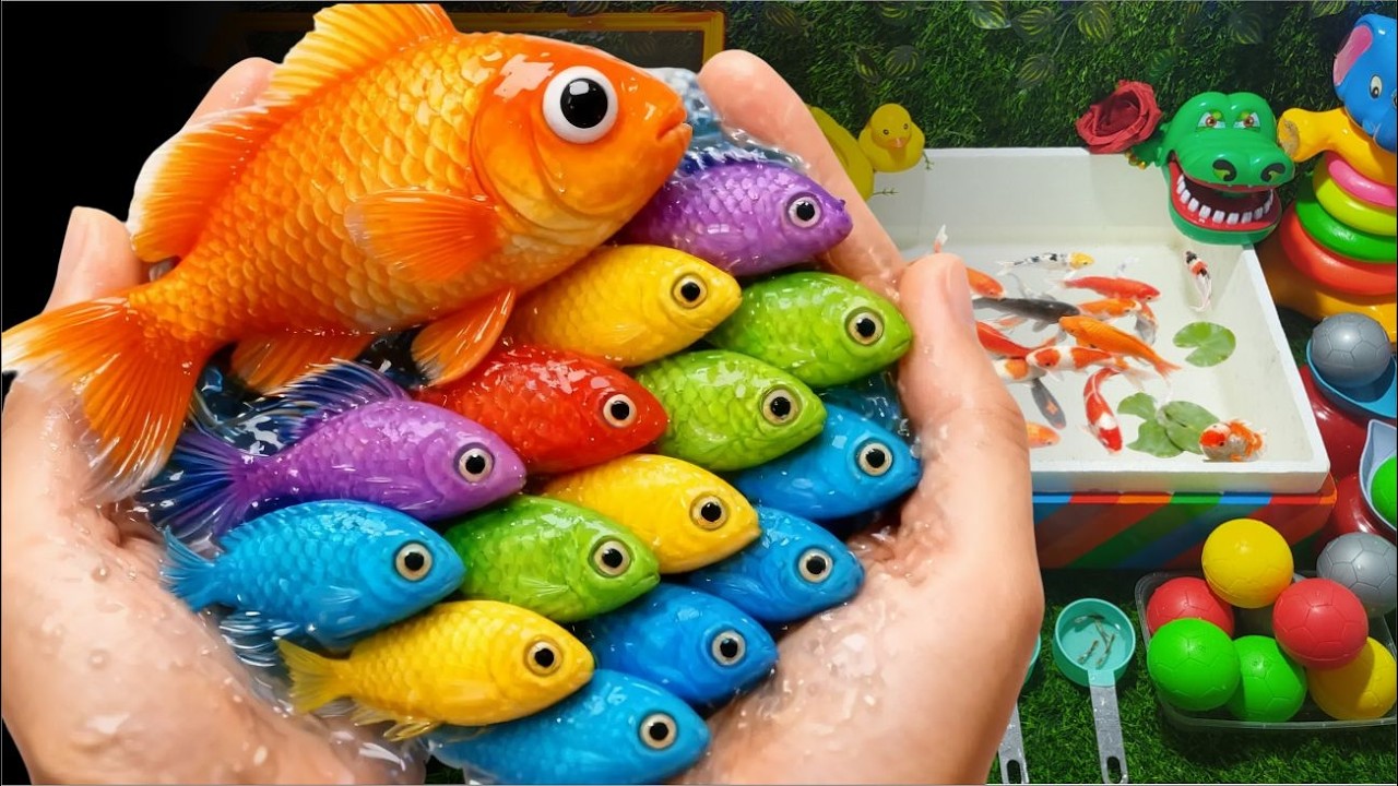 Wonderful Unboxing Ikan Hias Warna-Warni — Ikan Koi, Molly, Cupang, Sepat & Komet! Campur Jadi Satu!
