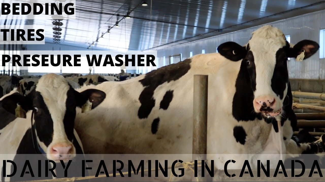 Bedding Free Stall Barn and Tossin Tires