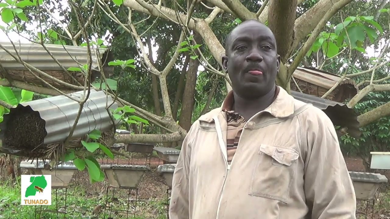 Natandiika okulunda Enjuki Nemizinga 3 gyoka, Kati Nina 467 Ejijjudde Omubisi