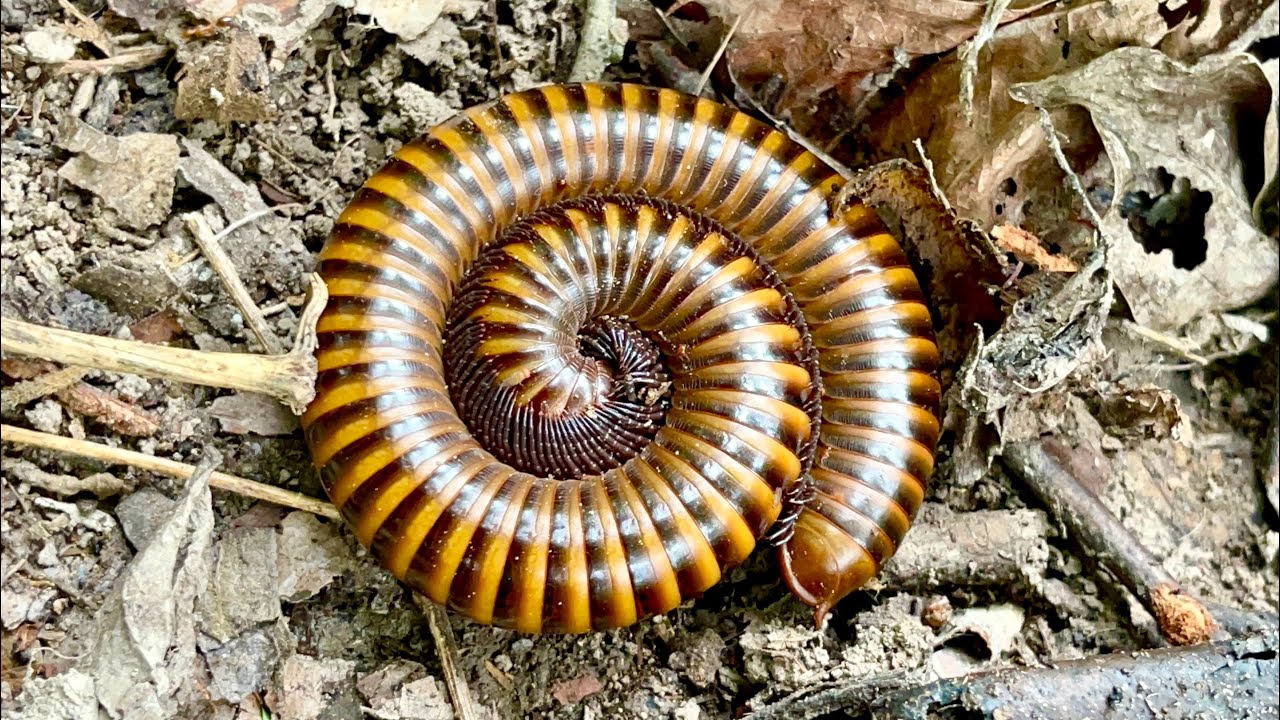 Top Skill Catching Huge Millipedes Moment In Nature  ! 😳 Millipedes, Snails